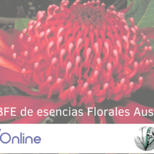 Curso ABFE Guial On Line